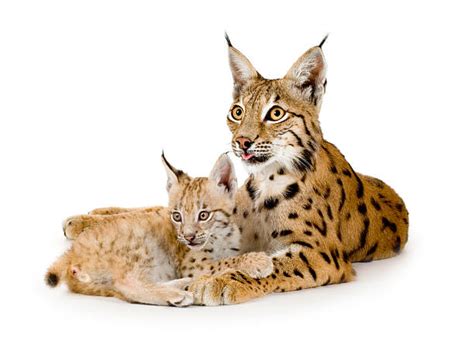 1,100+ Lynx Cubs Stock Photos, Pictures & Royalty-Free Images - iStock