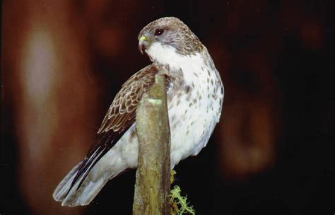 Hawaiian hawk off of endangered, threatened species lists | Honolulu ...