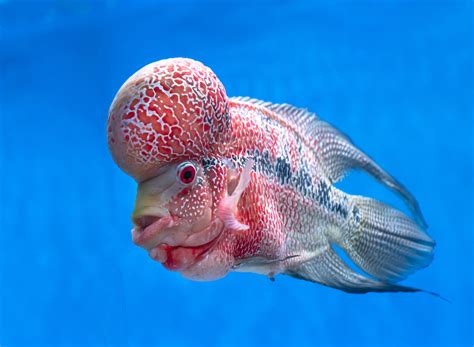 Weirdest fish: 12 of the strangest fish in the world - Discover Wildlife Weirdest fish in the world