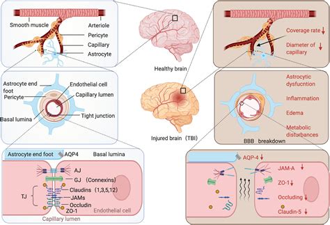 Frontiers | Microenvironmental Variations After Blood-Brain Barrier Breakdown in Traumatic Brain ...