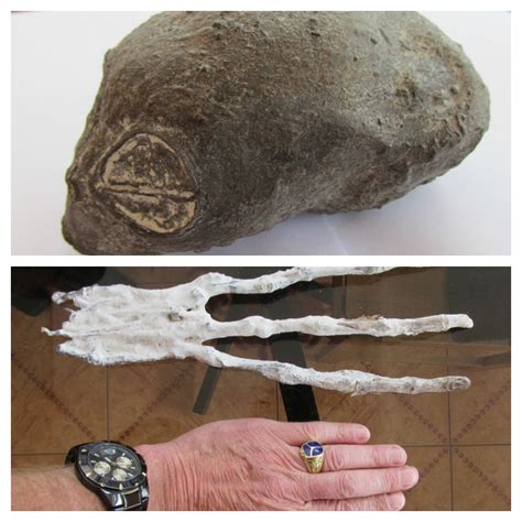 Strange Organic Artifacts Found Near Nazca In Peru: Evidence Of Ancient Unknown Life Forms ...