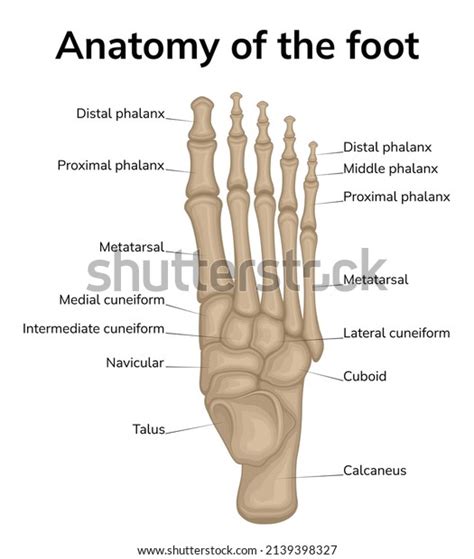 Foot Anatomy Illustration Shown Top View Stock Vector (Royalty Free ...