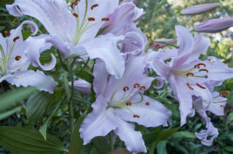 A daffodil farmers year.: Oriental Lilies