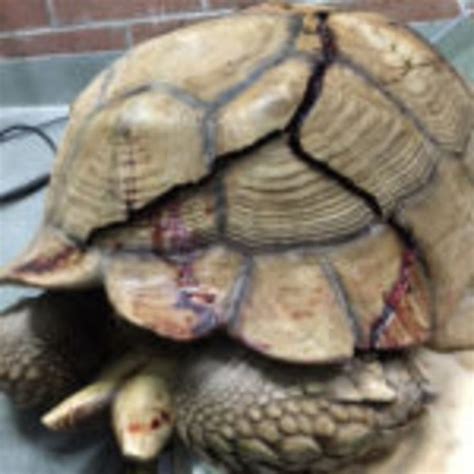 Donor Driven "Spirit Fund" in SD Saves Severely Injured Tortoise | San ...