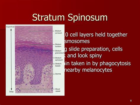 PPT - Chapter 5 The Integumentary System PowerPoint Presentation - ID:436468