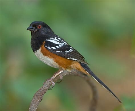 Spotted Towhee - BirdForum Opus | BirdForum