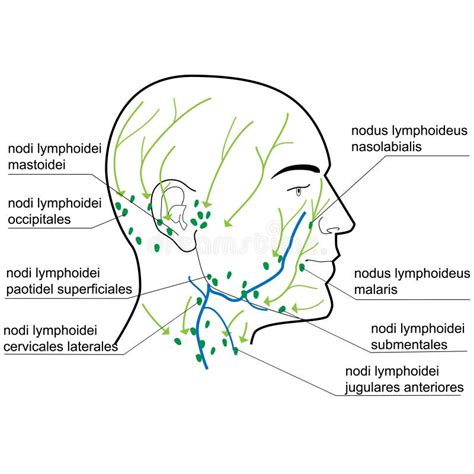 Neck lymph nodes - miloshed