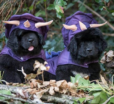 15 Funny Halloween Costumes for Newfoundlands | Page 3 of 5 | The Dogman