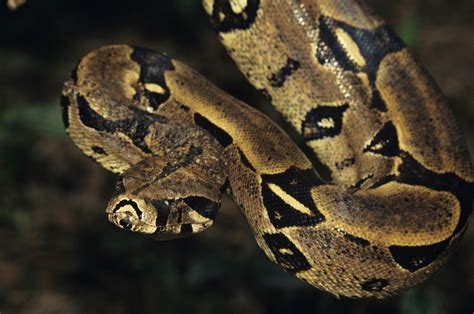 Boa Constrictor Facts for Kids | Sciencing