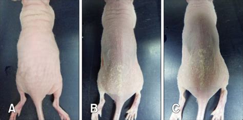 Detection of Corynebacterium bovis infection in athymic nude mice from ...