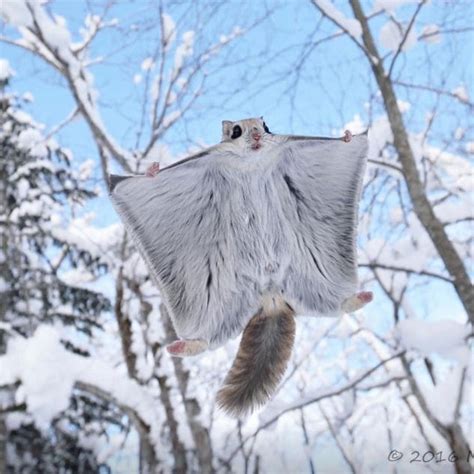 Siberian flying Squirrel 🐿 Photo by ©Masatsugu Ohashi #flyingsquirrel Tag your friends who need ...