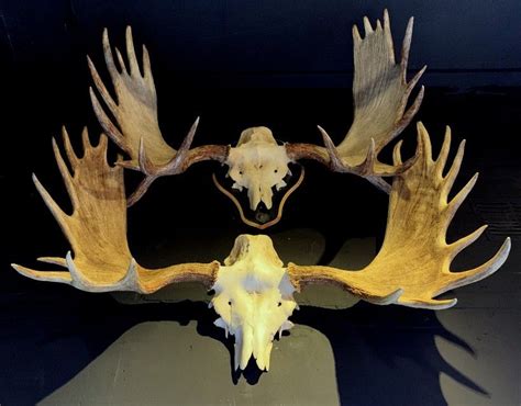 Gewei van een Scandinavische eland - Antlers and skull of a ...