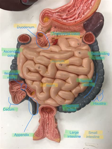 Small and large intestine labeled | Intestines anatomy, Anatomy bones, Anatomy