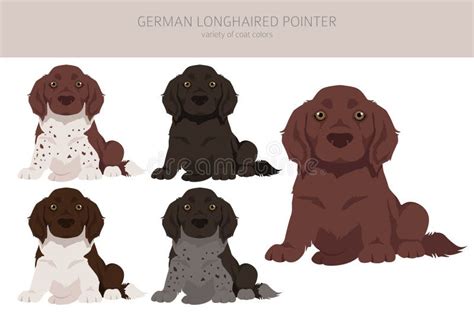 German Longhaired Pointer Clipart. Different Poses, Coat Colors Set ...