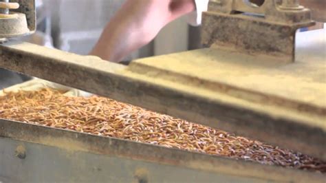 Fluker's Farm Tour : Mealworms Facility - YouTube