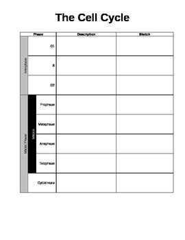 Cell Cycle / Mitosis Graphic Organizer by Thomas Hayden | TPT