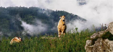 Animals as art in the Qinling Mountains - Chinadaily.com.cn