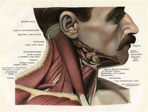 Sternocleidomastoid Muscle: Anatomy and Function