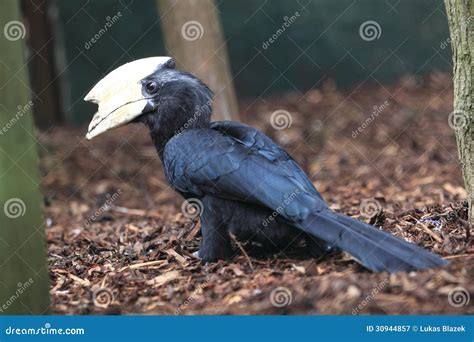 Malayan Black Hornbill Stock Image | CartoonDealer.com #30944857