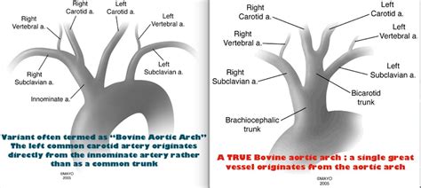 Bovine Arch Anatomy - Anatomy Book