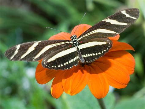 "Zebra Longwing Butterfly." by Eyal Nahmias | Redbubble