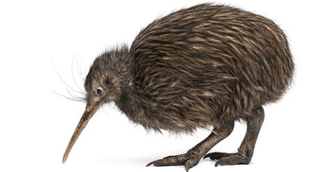 Kiwi Animal Pictures | A-Z Animals