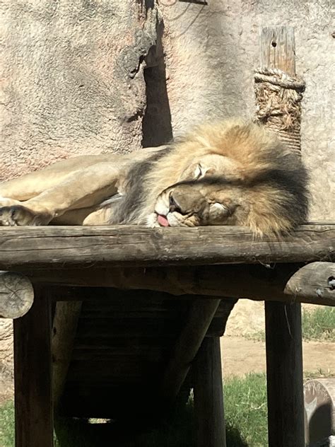 Big blep at the Sacramento ca zoo : r/Blep