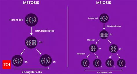 Mitosis and meiosis explained: How cells divide and pass on genetic information - Times of India