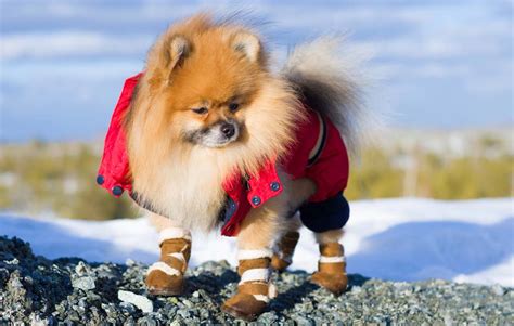 Best Dog Booties for Snow to Keep Your Dog Safe in Winter – Top Dog Tips