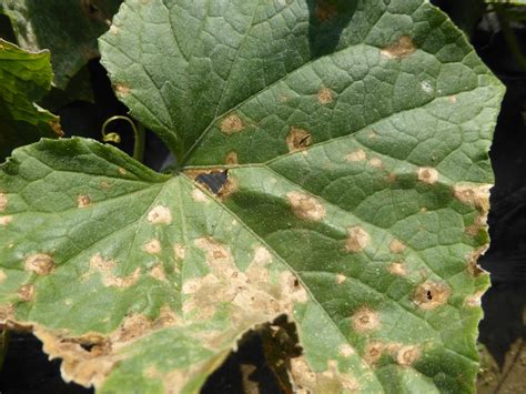 Vegetable: Cucurbits, Anthracnose | Center for Agriculture, Food, and the Environment at UMass ...