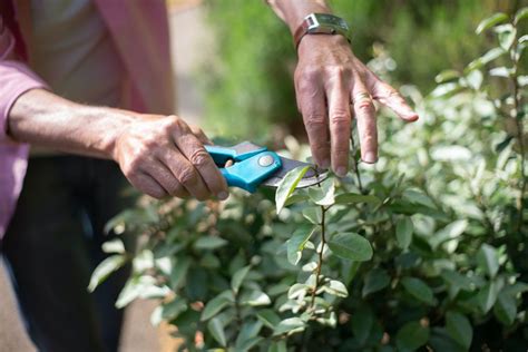 8 Tips For Growing Blueberries in Pots