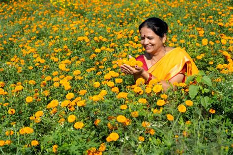 Pest Management in Marigold Crop: Major Insect Pest of Marigolds and ...