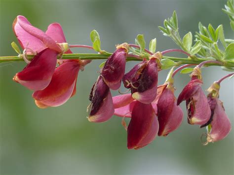 Edit free photo of Cytisus scoparius,flowers,red,plant,spartium ...