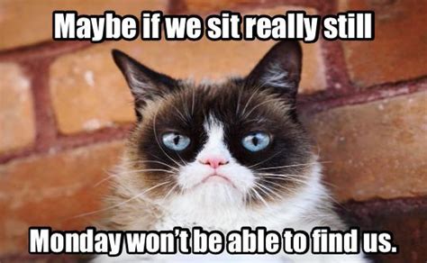 I hate Mondays. | Grumpy cat humor, Grumpy cat meme, Grumpy cat quotes