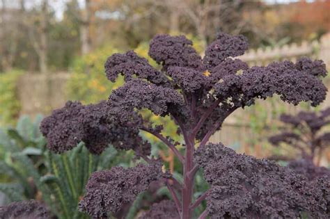 Is Kale an Annual or a Perennial? | Gardener’s Path