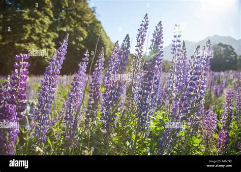 Russell Lupin flowers in New Zealand Stock Photo - Alamy