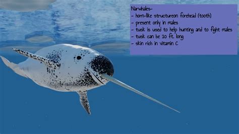 7 Fascinating Facts About Narwhals | Fun facts, Large animals, Narwhal