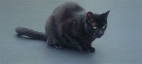 Black Cat Crouching Stock by OneLifeStock on DeviantArt