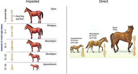 Diagrams of horse evolution with impeded and direct placement of leg... | Download Scientific ...