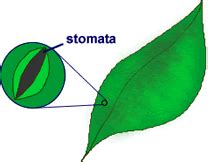 What is Stomata? - Tech-FAQ