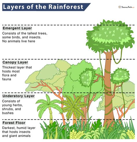 4 Layers of the Rainforest