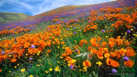 🔥 [50+] California Poppy Wallpapers | WallpaperSafari