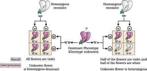 NCERT Section