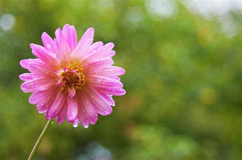 Pink Dahlia 1 Photograph by Garden Gate - Pixels