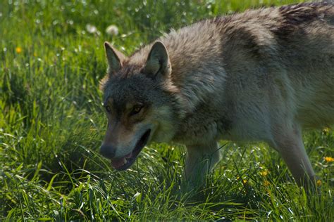 Wolf | This is one of the uk wolf trust's european wolf pack… | Flickr