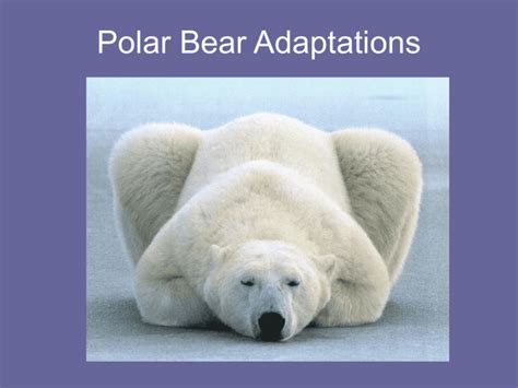 Polar Bear Adaptations