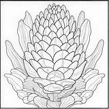 Premium AI Image  African Protea Flower Coloring Illustration With sketch template