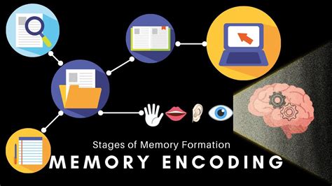 Memory Encoding - Types of Memory Encoding and Factors Negatively impacting Memory Encoding ...