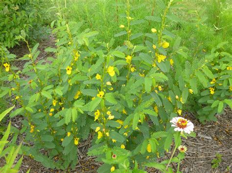 Garden of Aaron: Partridge Pea - One of the Best (Self-Sowing) Annuals in my Garden