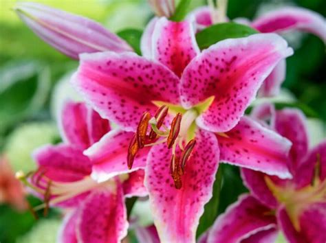 Gazing Skyward: The Deep Meaning Behind Stargazer Lilies - Petal Republic